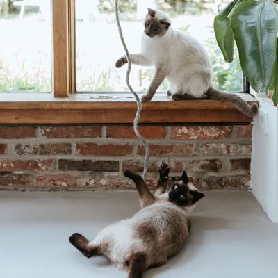 Thumbnail 2: stylecats® Katzenspielzeug Snaky hellgrau 115 cm