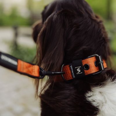 Thumbnail 5: Vitomalia VitomaliaKlassisches Hundehalsband mit abstehender Innenfütterung - Nero Braun