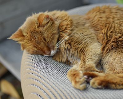 Thumbnail 2: cat-on LE PLOUFF Katzenkorb – rundes Design-Kratzmöbel