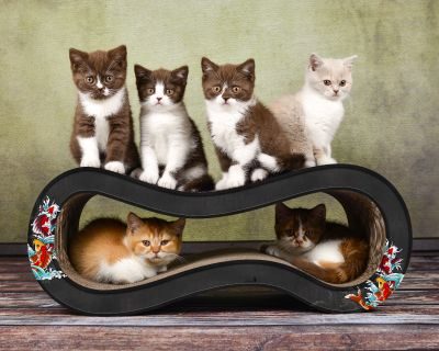 Thumbnail 3: cat-on SINGHA M Design Katzenmöbel, schwarz, Koi (035)