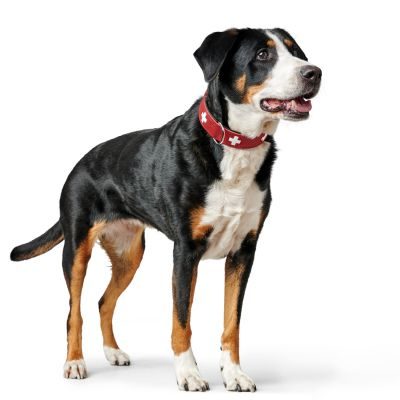 Thumbnail 12: HUNTER Halsband Swiss XL (75), rot/schwarz