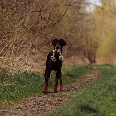 Thumbnail 5: Vitomalia Geflochtenes Mehrknoten-Zerr-Seil für Hunde: 100% Naturhanf, handgeknotet - Eco Tug XL