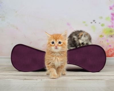 Thumbnail 2: cat-on LE VER S Kratzwelle für Katzen, violett (070)