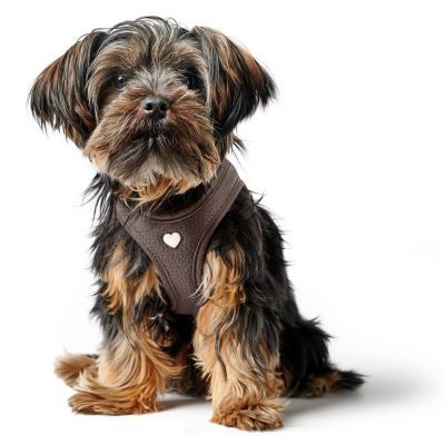 HUNTER Geschirr Love S, braun