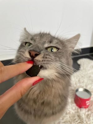 Thumbnail 4: Patsli Katze hat Durchfall? Präbiotische Snacks für gesunde Darmflora