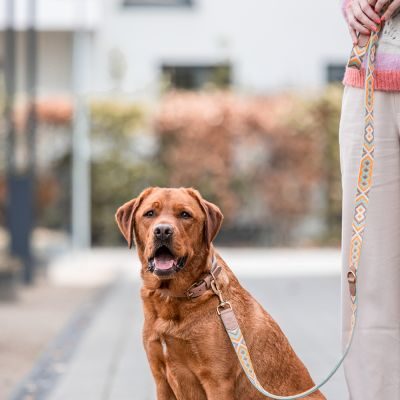 Thumbnail 4: Hey Lana Premium Führleine - 3-fach verstellbar M-XL 3/200 / Orange / Mint