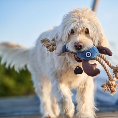 Thumbnail 2: HUNTER Hundespielzeug Canvas Sansibar Rantum Hummer 21 cm (43 cm Gesamtlänge)