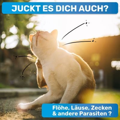 Thumbnail 2: BluePet Flohkamm & Flohkarte gegen Flöhe - Alternative zu Flohmittel, Nissenkamm - schonend Läuse, Nymphen & lose Zecken herauskämmen durch feine, enge Zinken