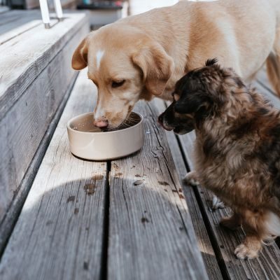 Thumbnail 2: HUNTER Keramik-Napf Osby Glazed 350 ml, beige