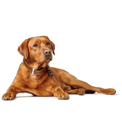 Thumbnail 9: HUNTER Halsband Tara XL (80), cognac/dunkelbraun