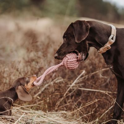 Thumbnail 7: HUNTER Hundespielzeug Inari S pastellrot, Ø = 6 cm (20 cm Gesamtlänge)
