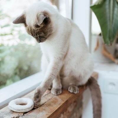 Thumbnail 2: stylecats® Katzenspielzeug Filzring weiss Ø = 7 cm