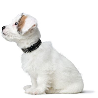 Thumbnail 8: HUNTER Halsung Canadian Up S/2, schwarz