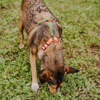 Thumbnail 8: Hey Lana Führgeschirr - Outdoor FLEX - 5-fach verstellbar mit Haltegriff Neonorange / Grün / S
