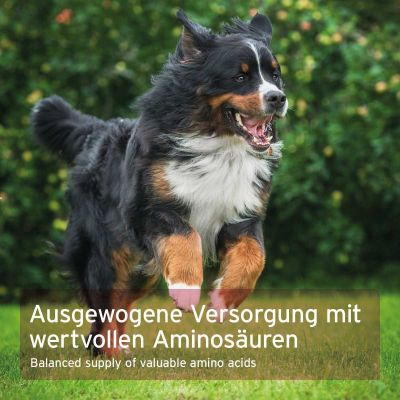 Thumbnail 3: AniForte Taurin Pulver für Hunde