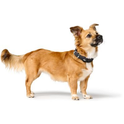 Thumbnail 6: HUNTER Halsband Soho X Love S (42), schwarz