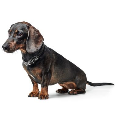 Thumbnail 6: HUNTER Halsband Round & Soft Canadian Up XS (32), schwarz