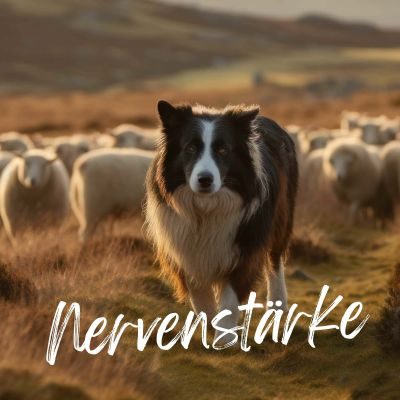 Thumbnail 4: TJURE TJURE - Mönchspfeffer Liquid - 500 ml | Hormonbalance für glückliche Hunde | bei Läufigkeit | Scheinträchtigkeit