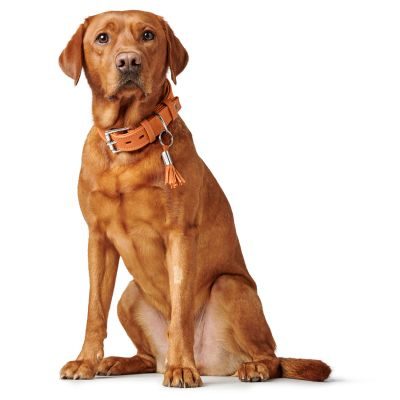 Thumbnail 6: HUNTER Halsband Cannes L (65), orange