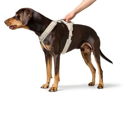 Thumbnail 2: HUNTER Geschirr Maldon Up Limited Edition S-M, greige