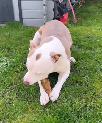 Thumbnail 4: kauartikel.com Kalbs-Ohren Gr. M mit Muschelansatz - Hunde-Kauartikel - Hunde-Snack - Kausnack - Kälber-Leckerli  (Rind)