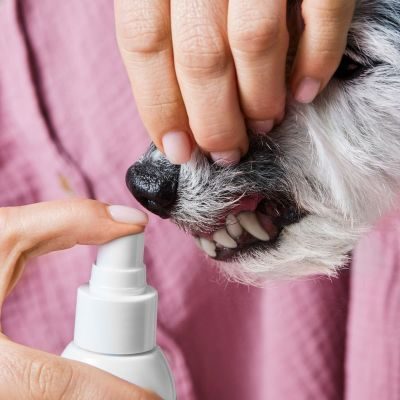 Thumbnail 5: Tierliebhaber Dentalspray für Hunde - Gesunde Zähne & frischer Atem. Mit probiotischen Mikroorganismen gegen Zahnsteinbildung
