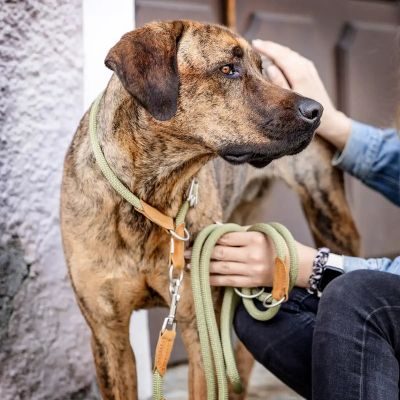 Thumbnail 4: Rudelkönig Hundehalsband Emma, Zugstopp Halsband, Robustes Hunde Halsband