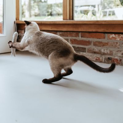 Thumbnail 2: stylecats® Katzenspielzeug Toller Hecht mit Schnur grau 3 cm