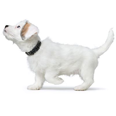 Thumbnail 9: HUNTER Halsung Canadian Up S/2, schwarz