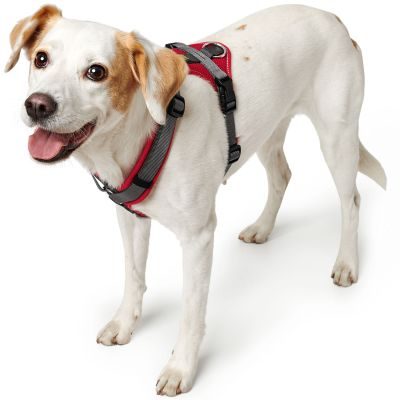 Thumbnail 4: HUNTER Geschirr Maldon XS, rot/grau