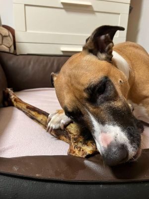 Thumbnail 7: kauartikel.com Straußen-Knochen, Giant - Hunde-Kauartikel - Hunde-Snack - Hypoallergen-Kausnack - Leckerli vom Strauß