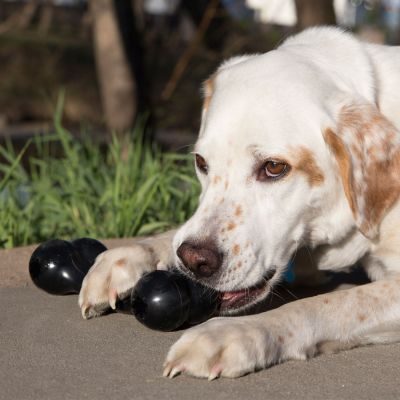 Thumbnail 3: KONG Hundespielzeug KONG® Extreme Goodie Bone™ 18 cm