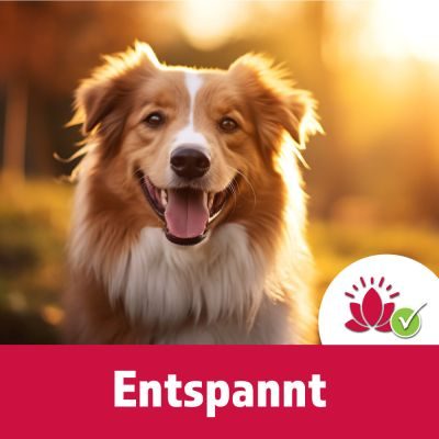 Thumbnail 9: TJURE TJURE - Relax Tabs 250 g  | Natürliche Entspannung für deinen Hund