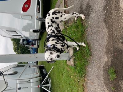 LOCKness Hunde-Diebstahlsicherung schwarz M-L