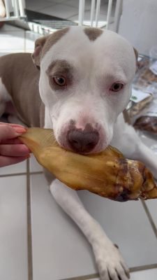Thumbnail 3: kauartikel.com Rinder-Ohr - Hunde-Kauartikel - Hunde-Snack - Kausnack - Leckerli vom Rind