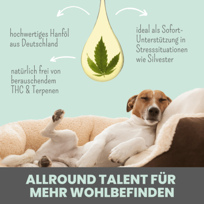 Thumbnail 1: Noms+ 10% CBD Tropfen für Hunde