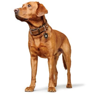 Thumbnail 8: HUNTER Halsband Tara XL (80), cognac/dunkelbraun