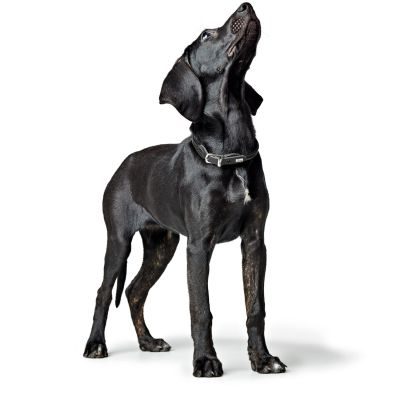 Thumbnail 5: HUNTER Halsband Round & Soft Canadian Up XS (32), schwarz