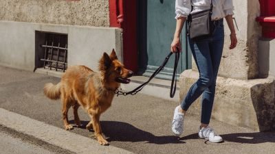 Thumbnail 2: Vitomalia VitomaliaPiñatex Luxus-Hundehalsband aus nachhaltiges Ananas-Leder in Schwarz