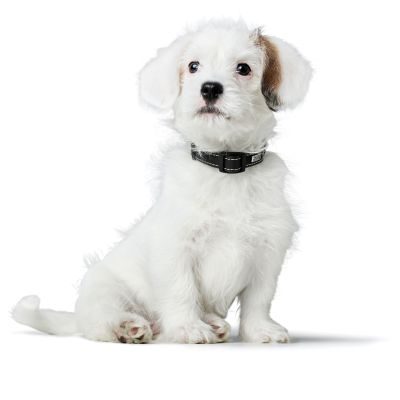 Thumbnail 6: HUNTER Halsung Canadian Up S/2, schwarz