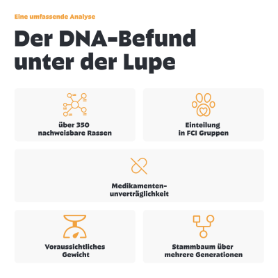 Thumbnail 6: Pezz Hunde Rasse & MDR1 DNA-Test - 1% genaue Rassenbestimmung inkl. MDR1-Analyse