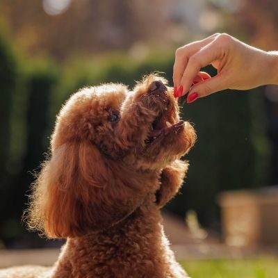 Thumbnail 2: Sollis Rauchiges Rind - Soft-Bites