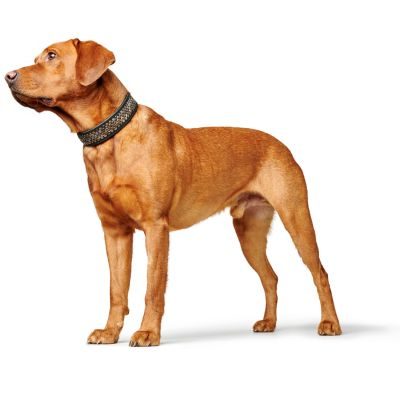 Thumbnail 4: HUNTER Halsband Arizona Up S-M (50), schwarz