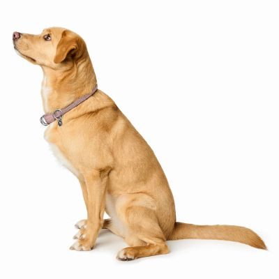 Thumbnail 2: HUNTER Dressurhalsung Malibu M (max. 45 cm), zartrosa