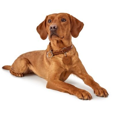 Thumbnail 8: HUNTER Dressurhalsung Solid Education M, cognac