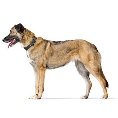 Thumbnail 8: HUNTER Halsband Malta M (55), steingrau/schwarz