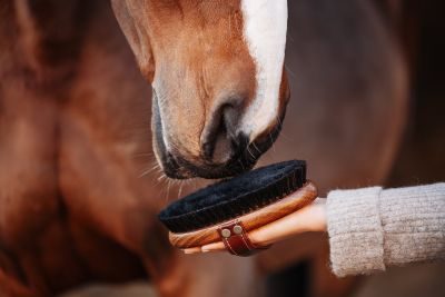 Thumbnail 3: Equimour Schafwoll-Glanzbürste "FREDO"