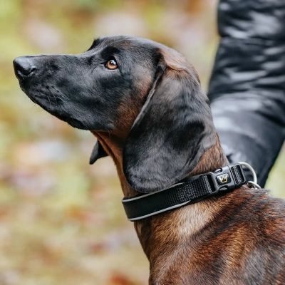 Thumbnail 2: Rudelkönig Hundehalsband Paola reflektierend, Robustes Hunde Halsband