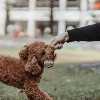 Thumbnail 4: HUNTER Hundespielzeug Inari S beige, Ø = 6 cm (20 cm Gesamtlänge)
