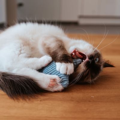 Thumbnail 1: stylecats® Katzenspielzeug Little Stars Baldrian blau 8 cm